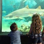 Jenkinson’s Aquarium