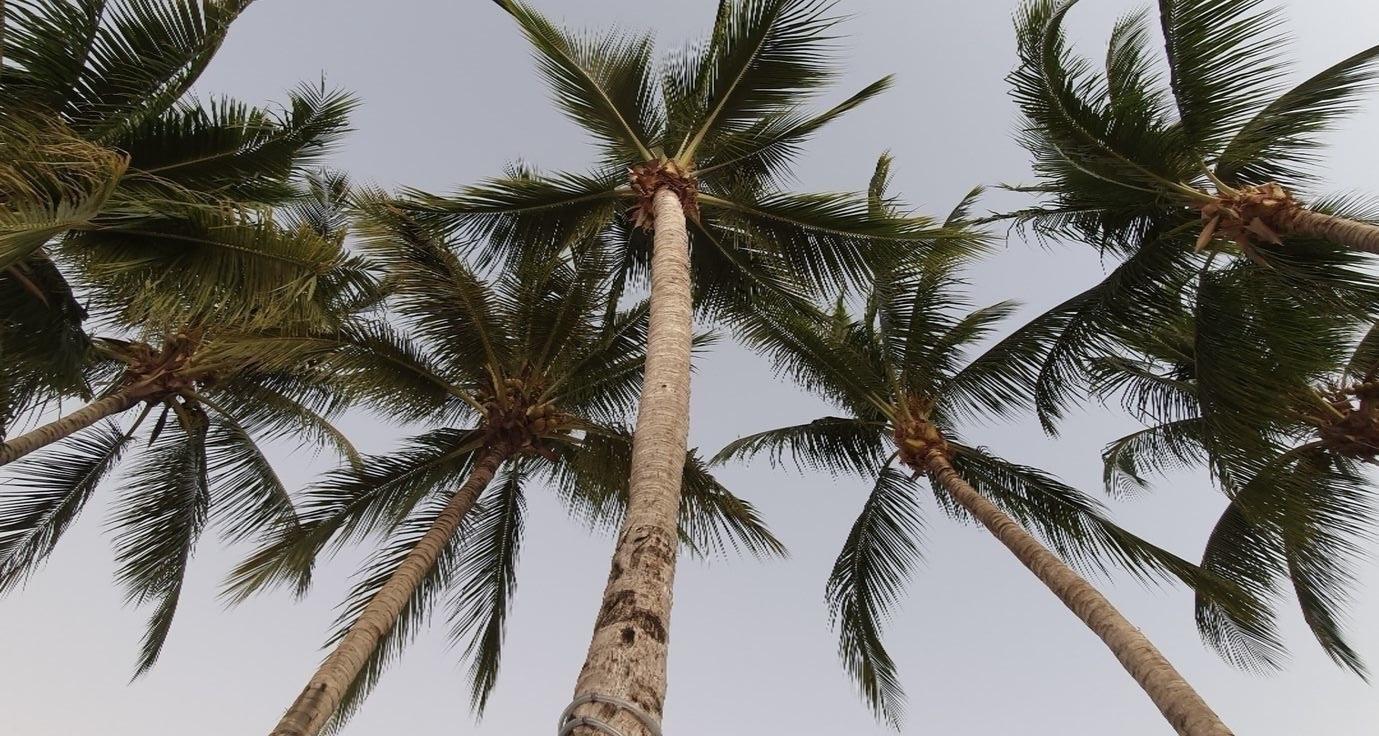 The Wedding Website of Callie Grayson and Matthew Thibeau