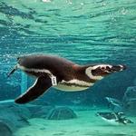 Aquarium of the Pacific