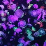 Shedd Aquarium