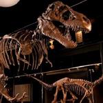 Houston Museum of Natural Science