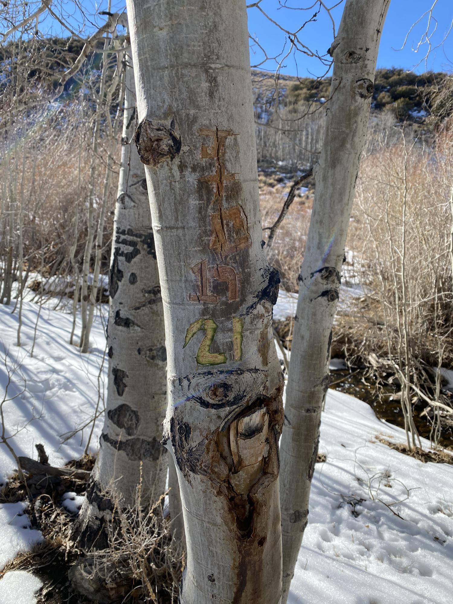 Our tree in dessert creek