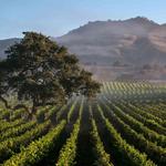 Wine Tasting (duh!)