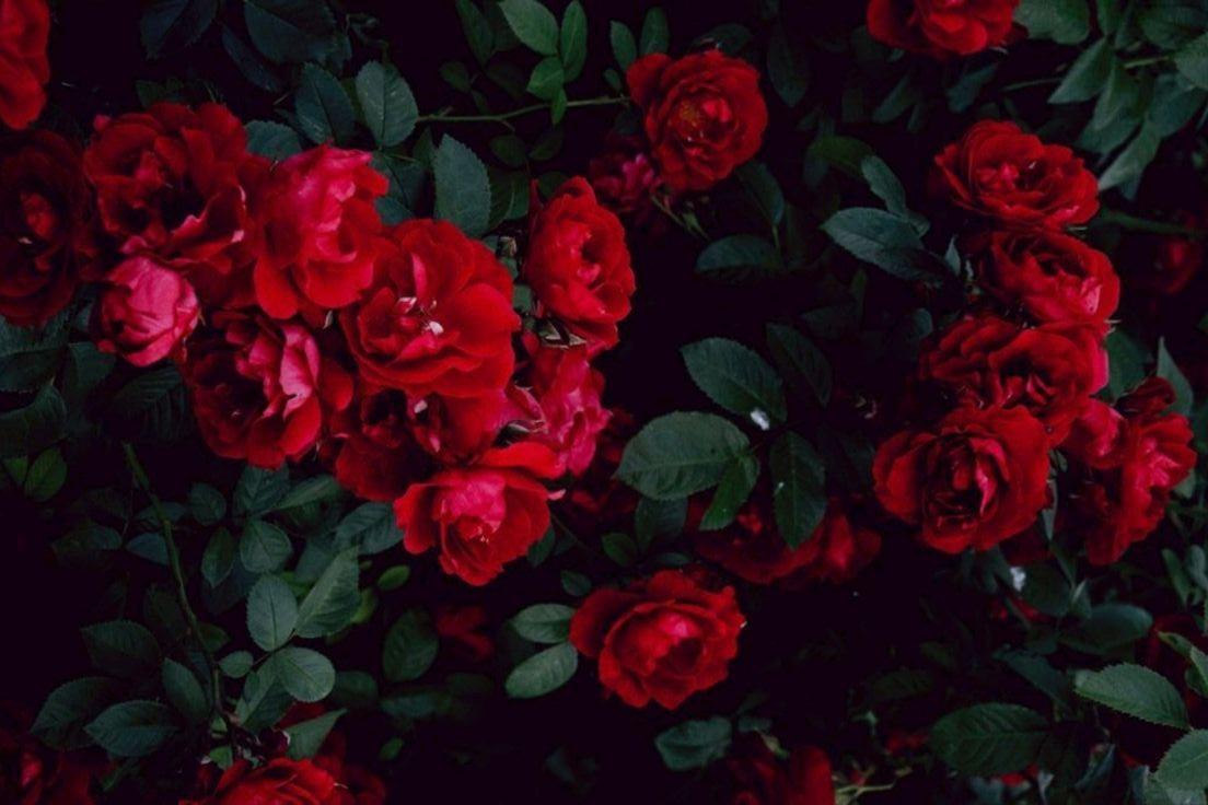 The Wedding Website of Hannah Kjeldsen and Joel Rodriguez-Alicea