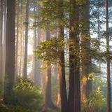 Arcata Community Forest