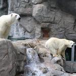 ABQ BioPark Zoo