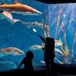 The Maritime Aquarium at Norwalk