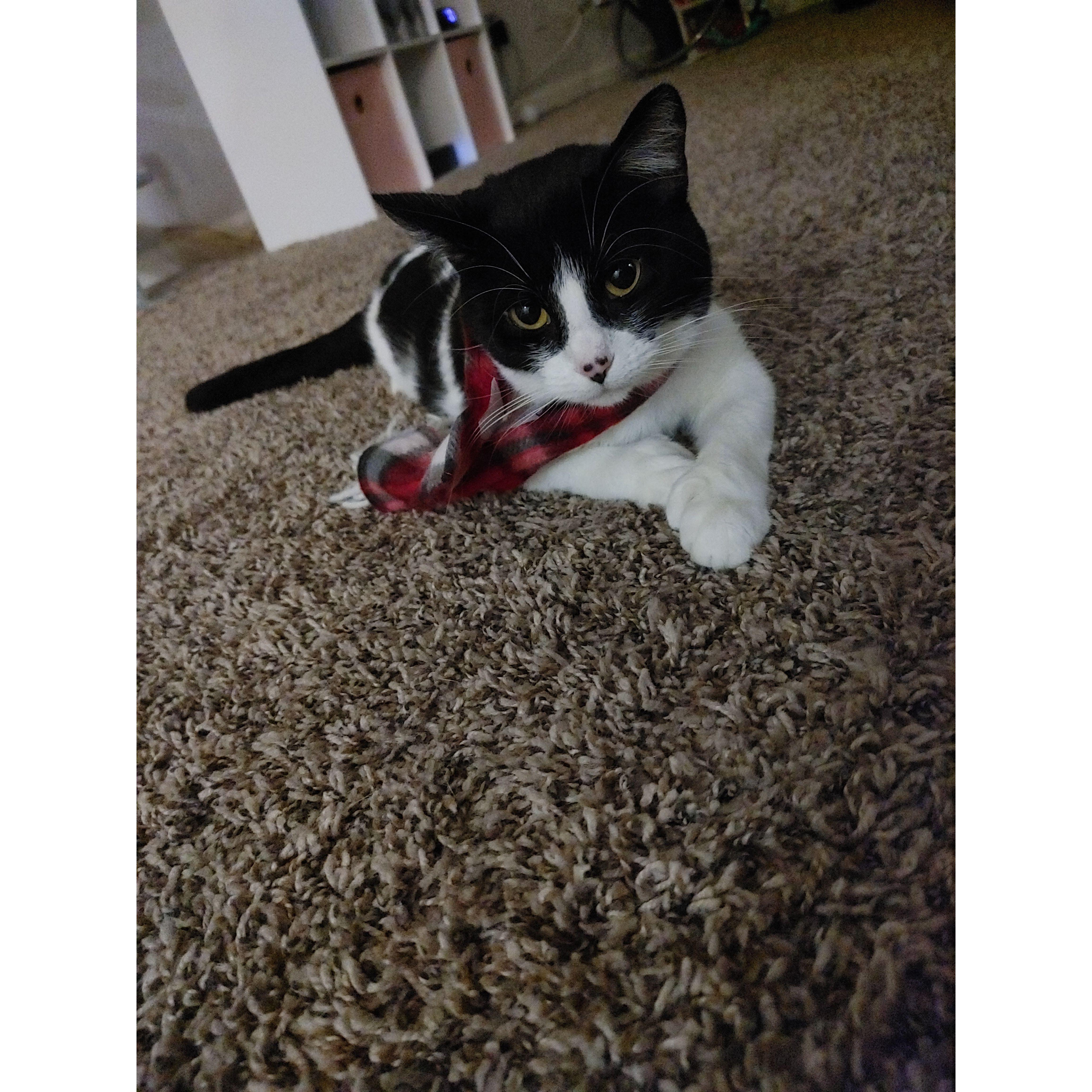 Oreo rocking her Christmas Scarf