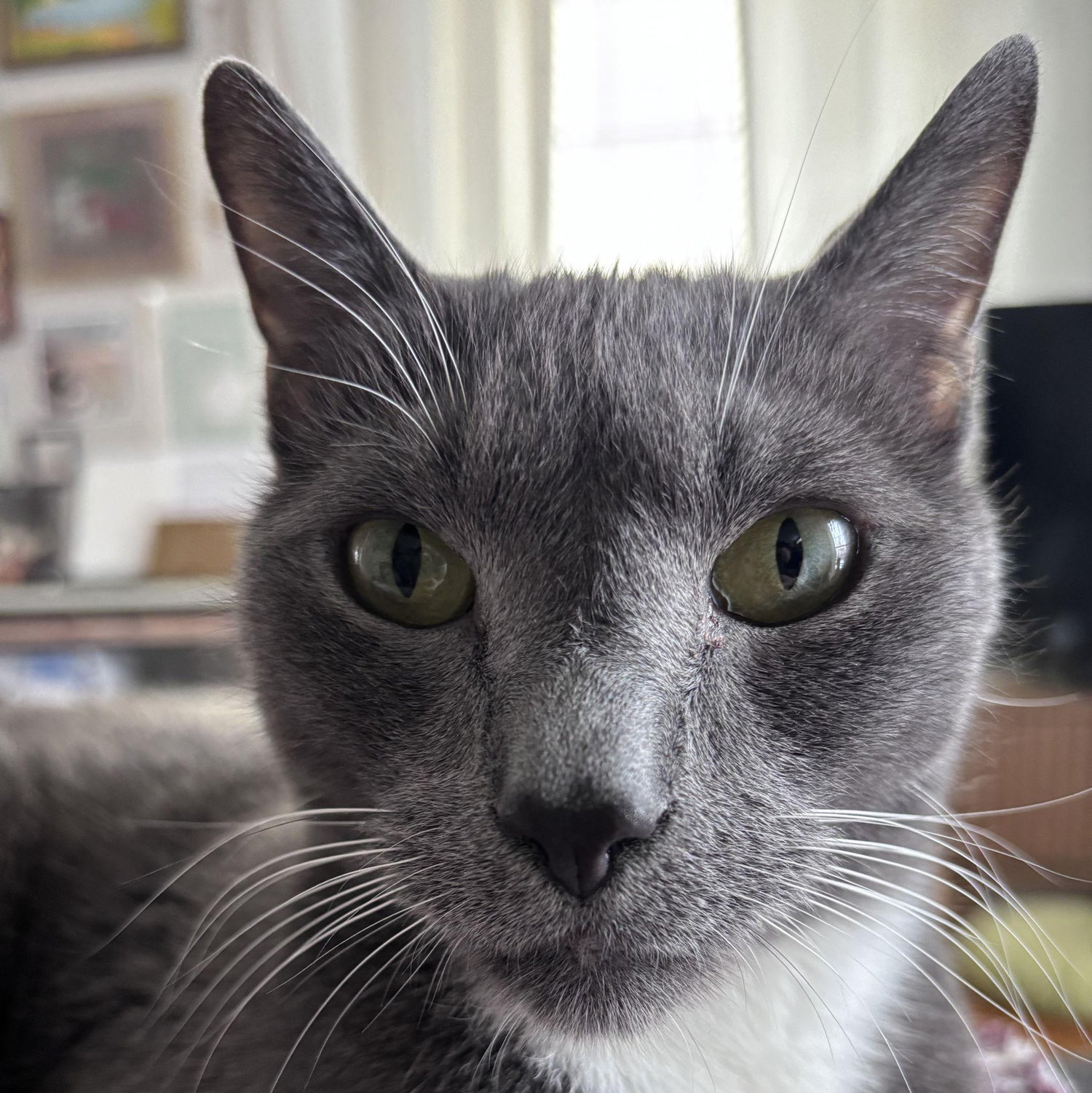 Our cat HR