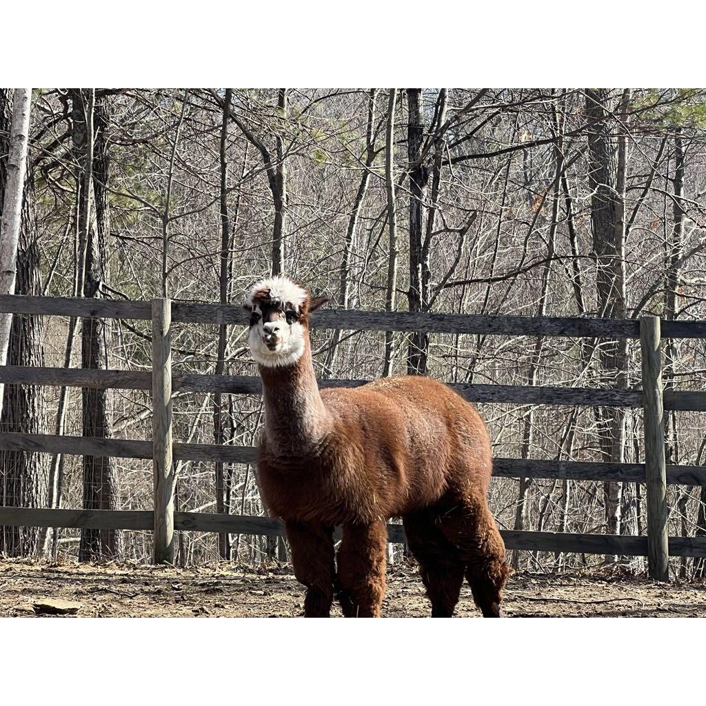 Alpacachino