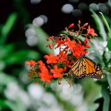 The Key West Butterfly and Nature Conservatory