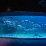 North Carolina Aquarium at Pine Knoll Shores