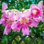 Ahhh…Ras Natango Gallery and Garden