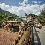 Cheyenne Mountain Zoo