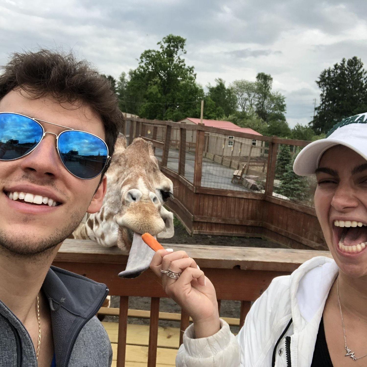 April the Giraffe at the Binghamton Zoo