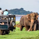 Yala National Park