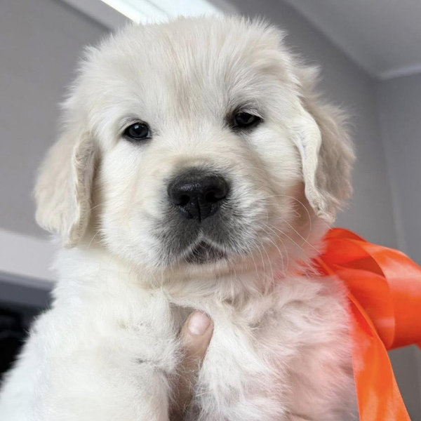 Puppy Fund🐾🦴