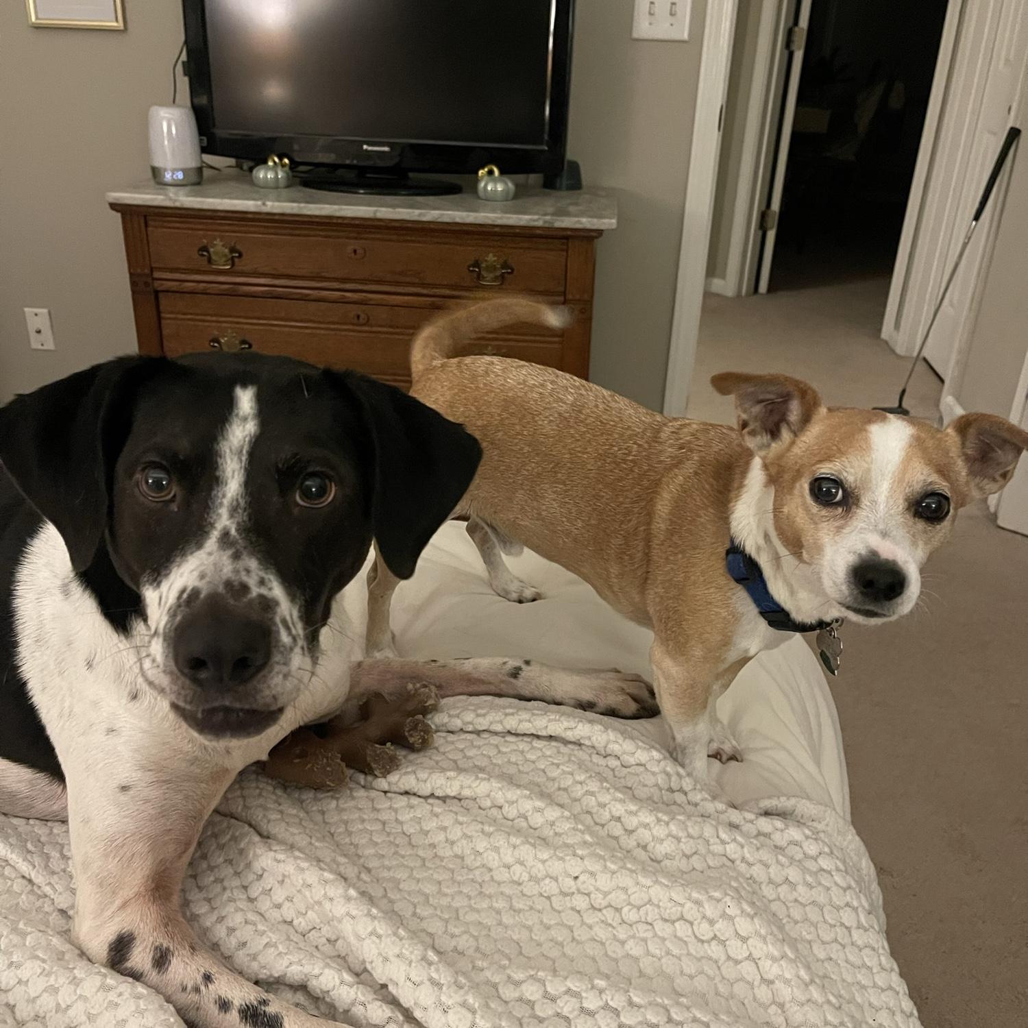 Carter and Maggie are ready to be brother and sister! Nala still isn't too sure.