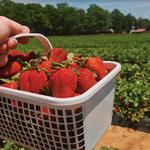 Carrigan Farms