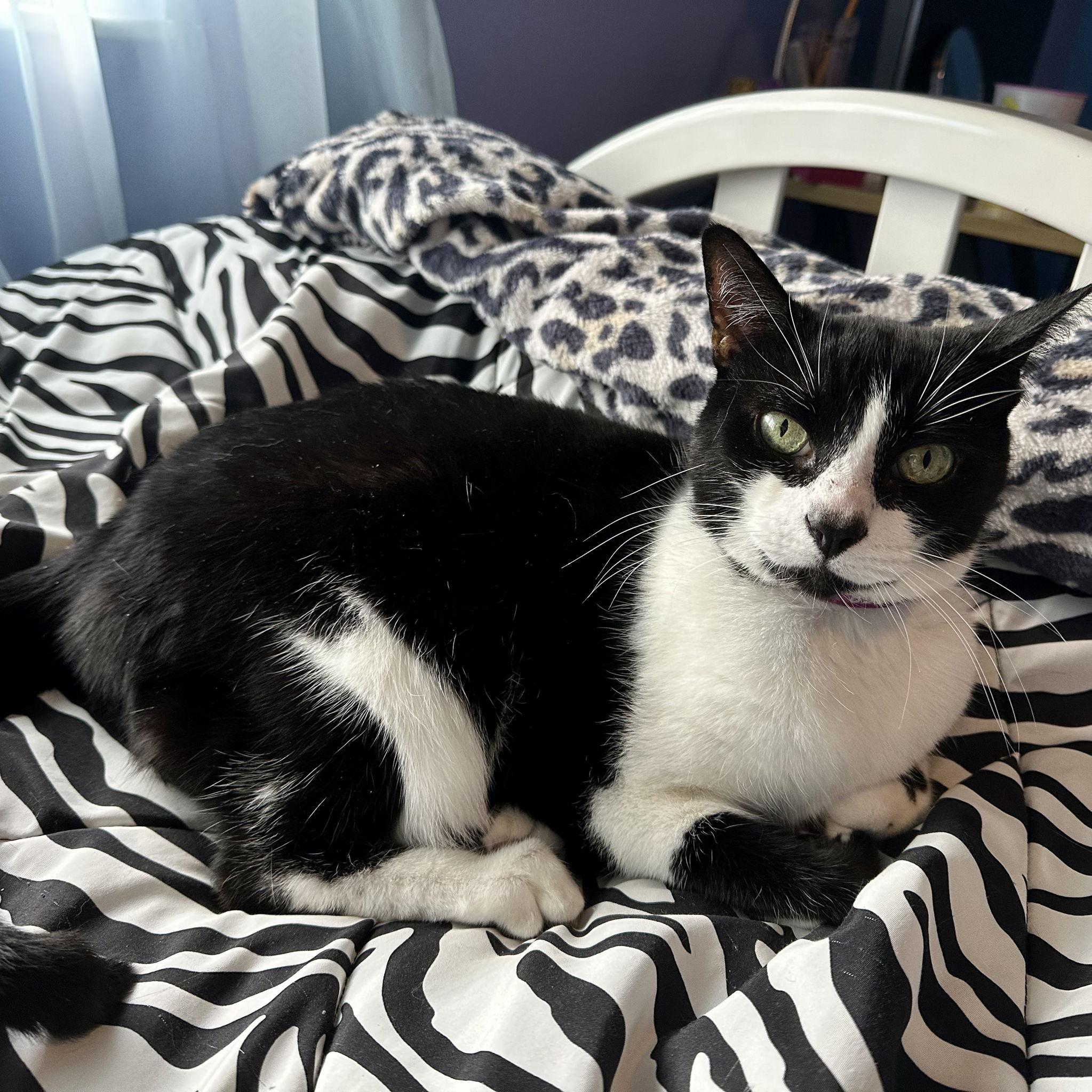 Jamie's cat - Skittles