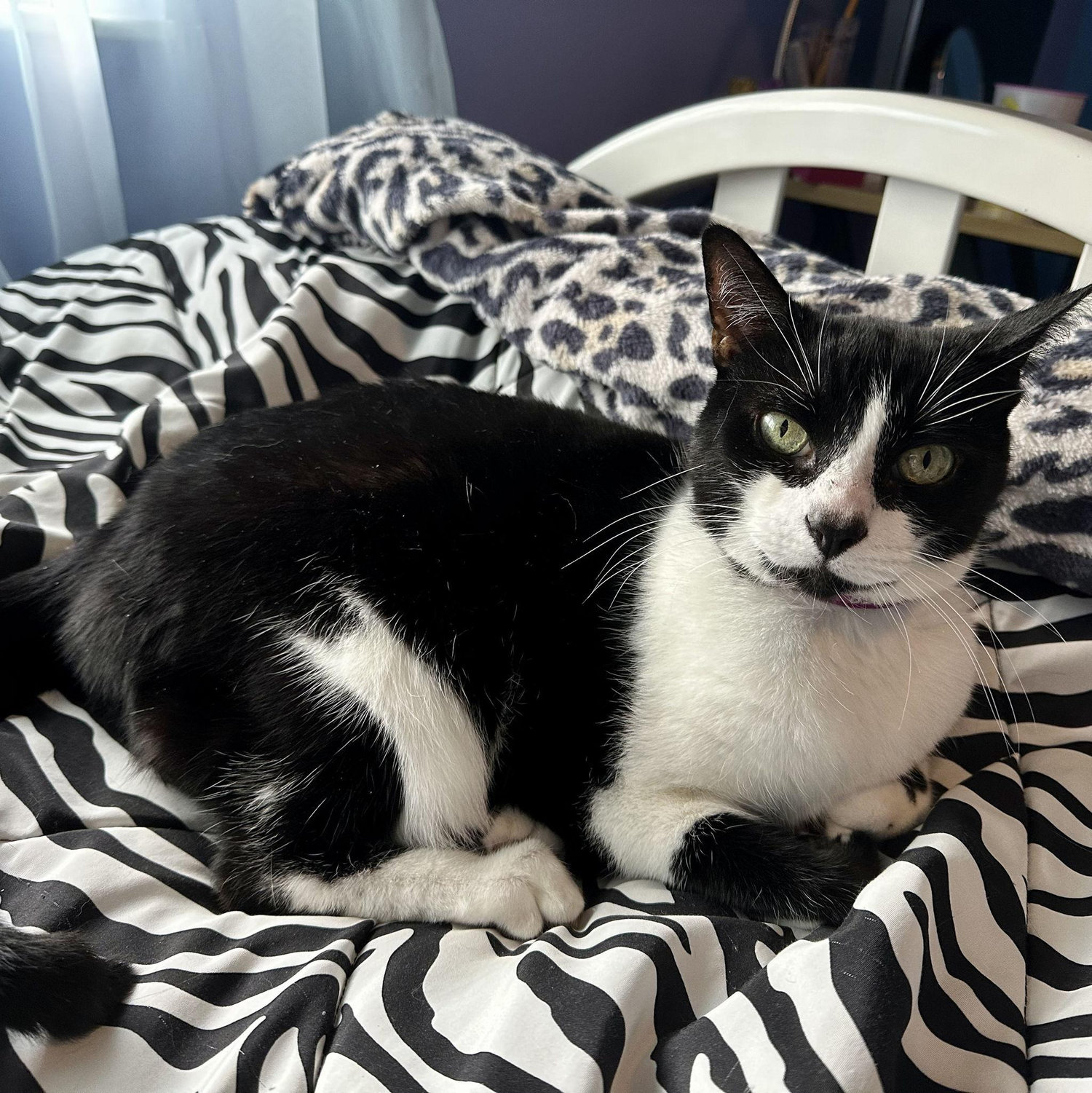 Jamie's cat - Skittles