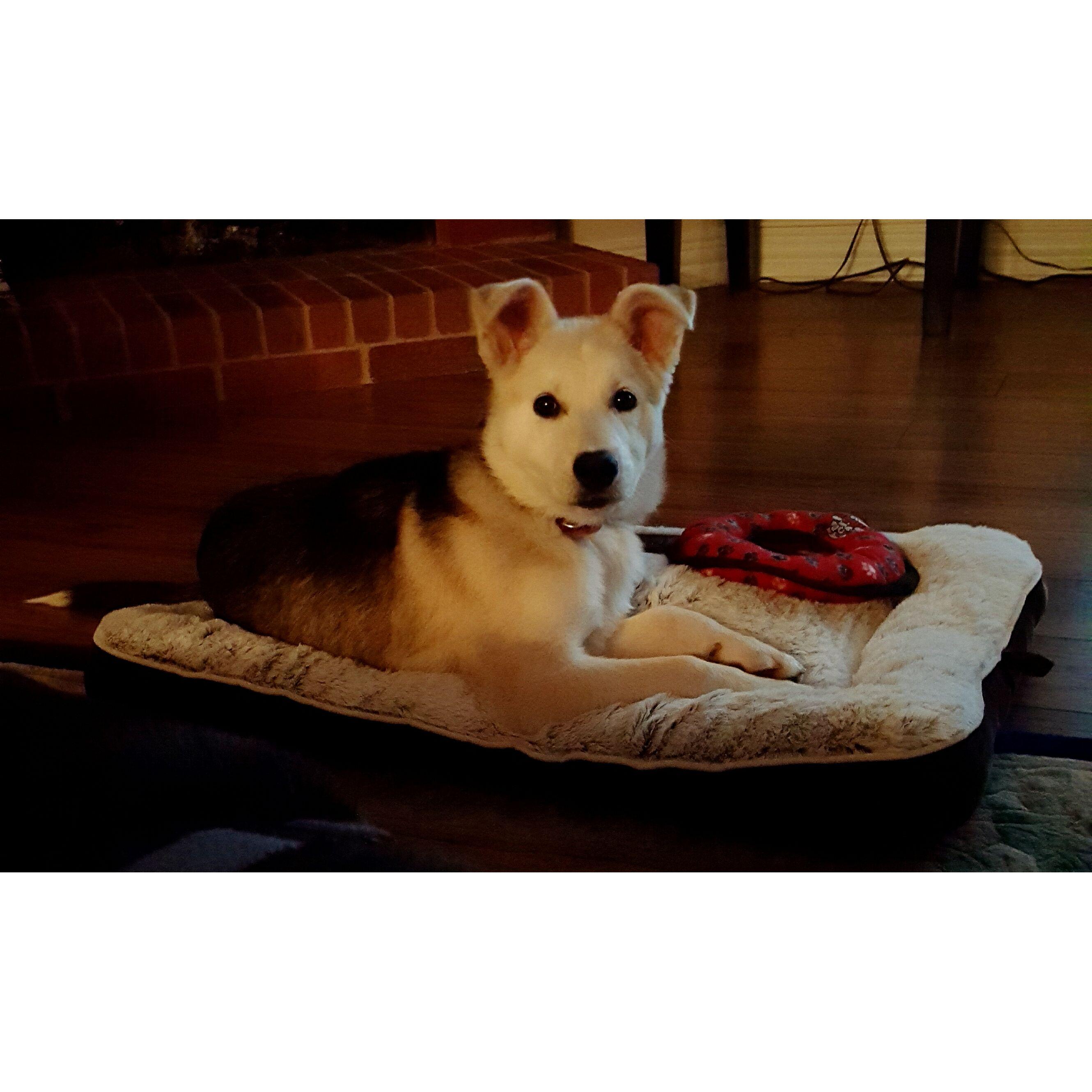 Pebbles, Female, Husky German Shepherd mix