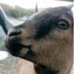 Tour Mountain Goat Lodge Farm
