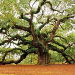 Angel Oak Tree