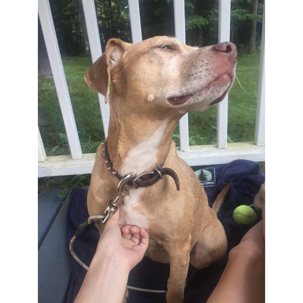 The day we found a dog dumped in the Valley..... We adopted her. Luna <3