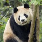 San Diego Zoo
