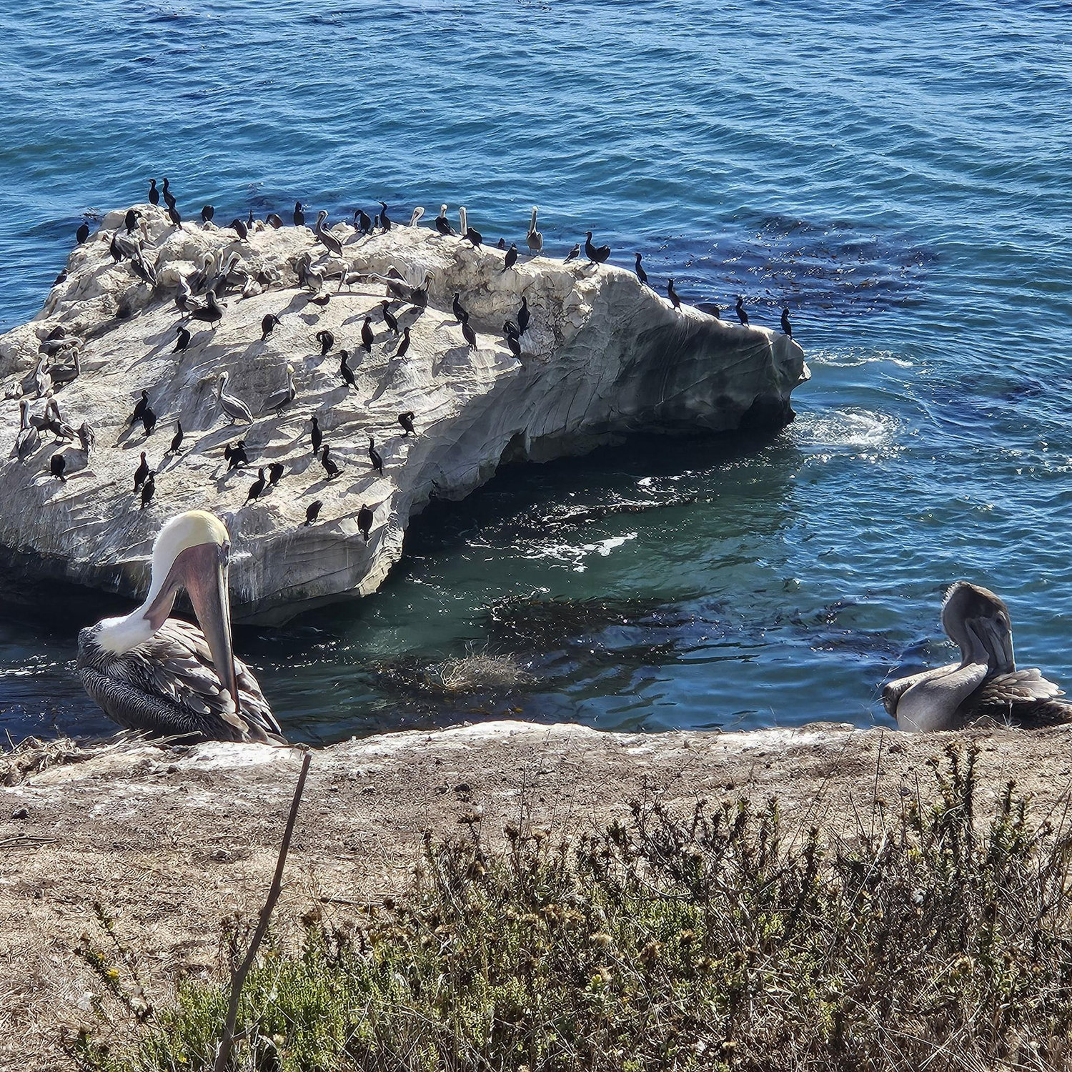 10/12 Dinasaur Caves Park, Pismo Beach