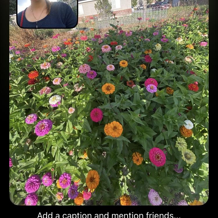 Dane’s grandma’s flower garden