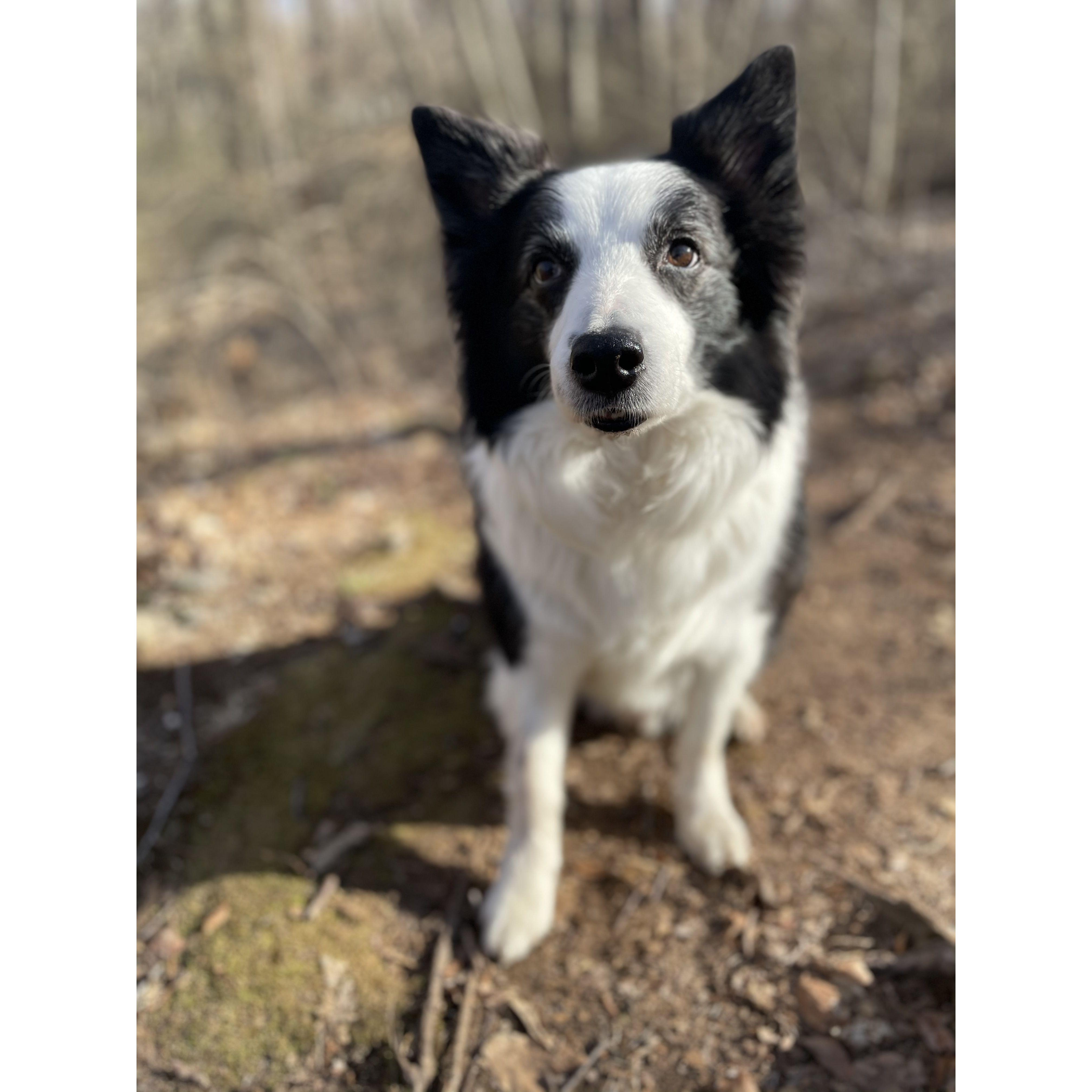 April 2021, West Hartford - We interrupt your photo browsing to show you the goodest boy in the world, Kirby!