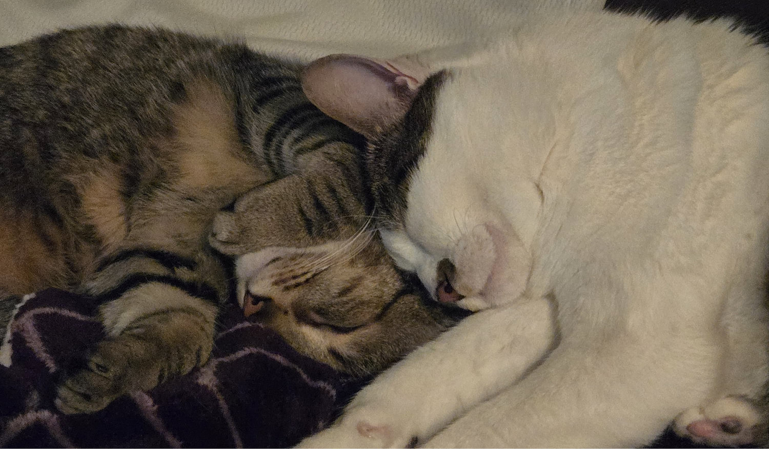 The Wedding Website of Tatsuya Akiba and Meredith Lewis