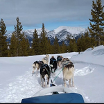 Dog Sledding