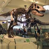 Roam the Yale Peabody museum