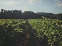 Brook Hollow Winery