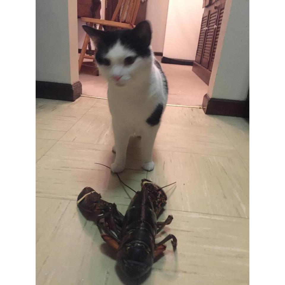 Charlotte vs. Lobster