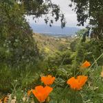Fryman Canyon Hiking Trail