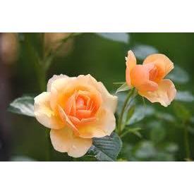 I love you. This flower is just for you