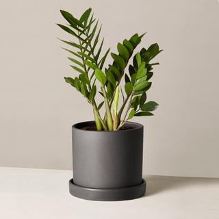 ZZ Plant