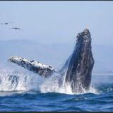 Discovery Whale Watch