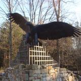 Carolina Raptor Center