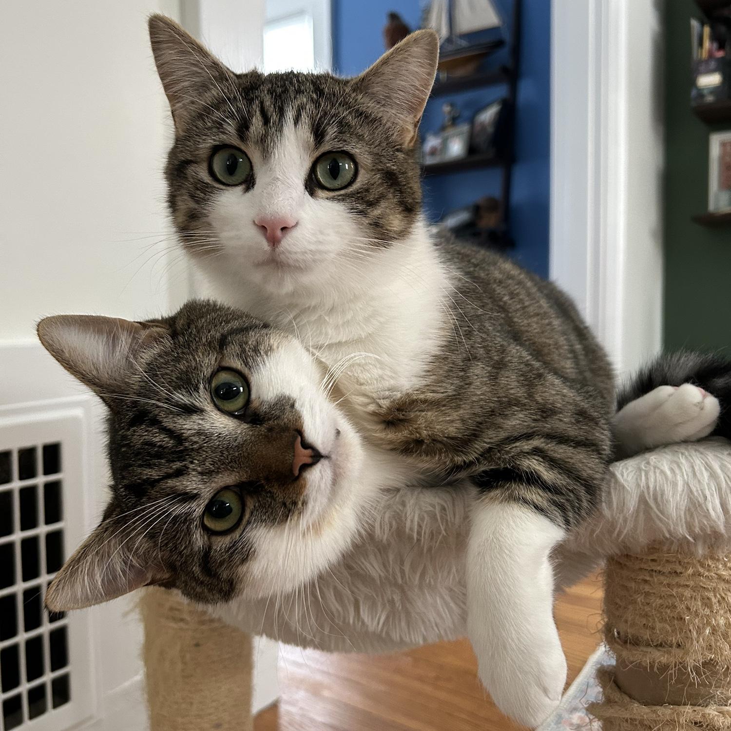 Tigger & Loki