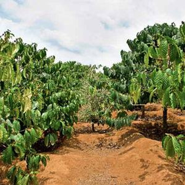 Hawaiian coffee farm tour, tasting, & roasting experience