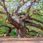Angel Oak Tree