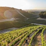 Harvest Month in Paso Robles