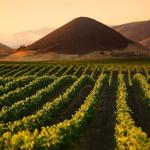 Taste Local Wines