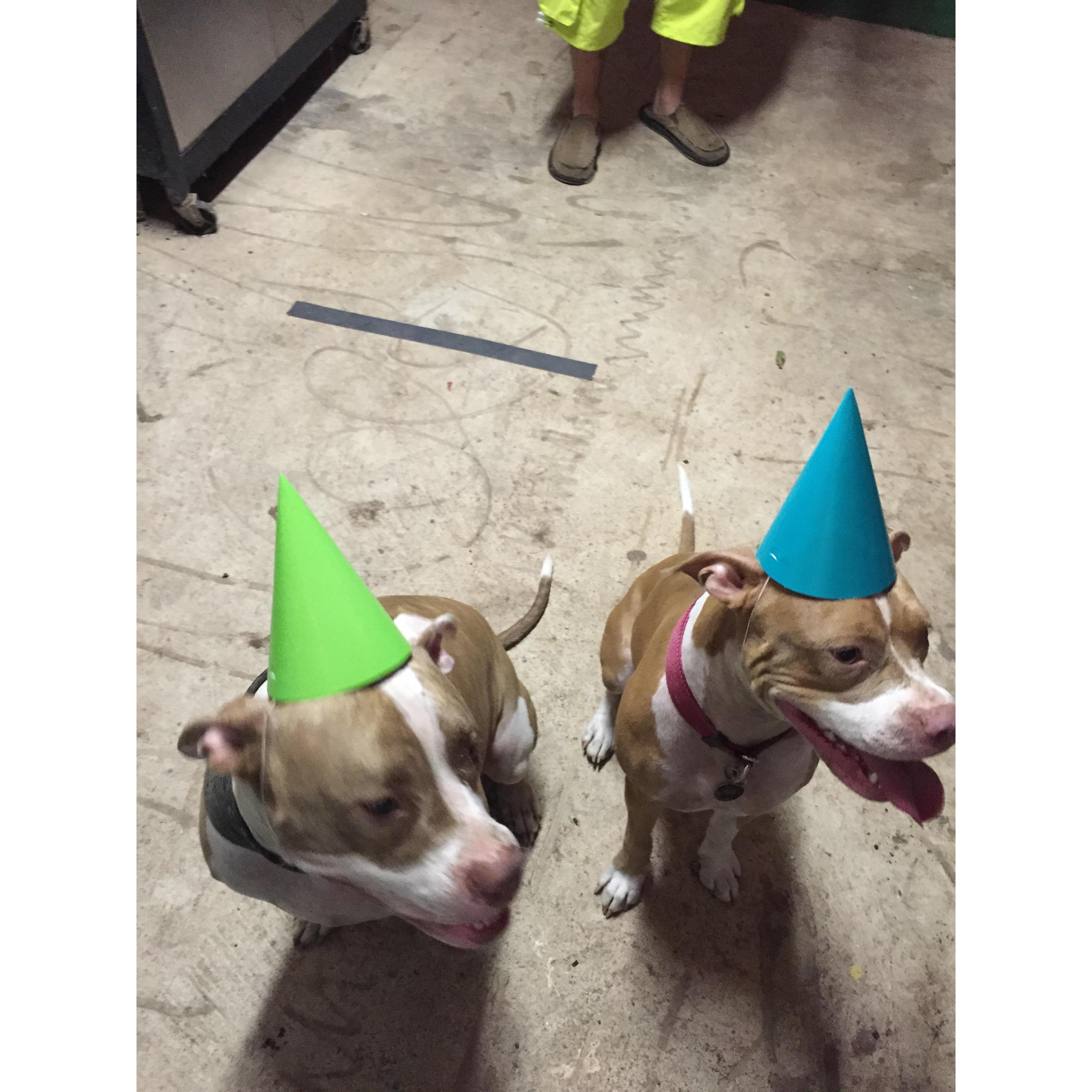 We love to have birthday parties for our dogs!!