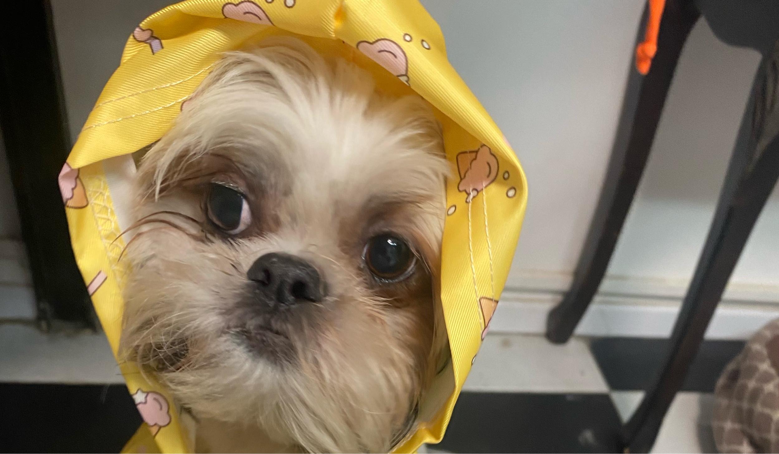 The Wedding Website of Juliana Teibel and Ofer Heinig